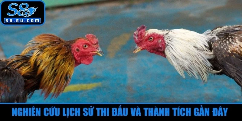 Nghiên cứu lịch sử thi đấu và thành tích gần đây của đá gà đòn